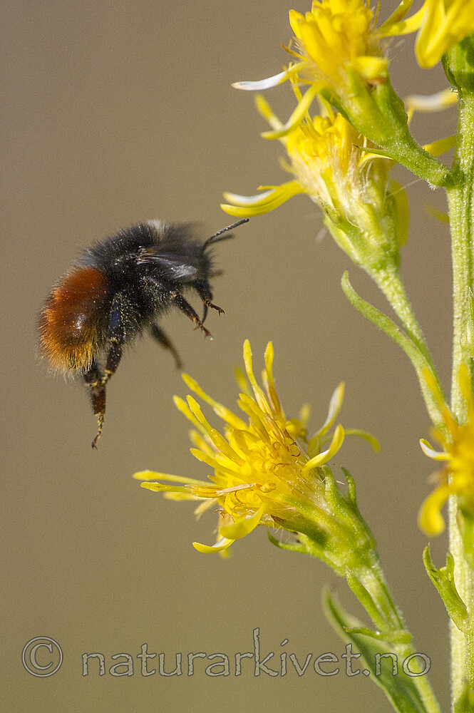BB 15 0632 / Bombus lapponicus / Lapphumle <br /> Bombus monticola / Berghumle <br /> Solidago virgaurea / Gullris