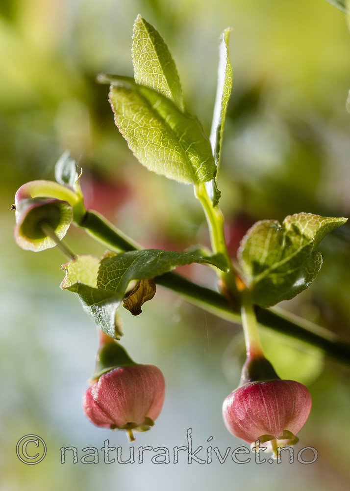 BB 15 0633 / Vaccinium myrtillus / Blåbær