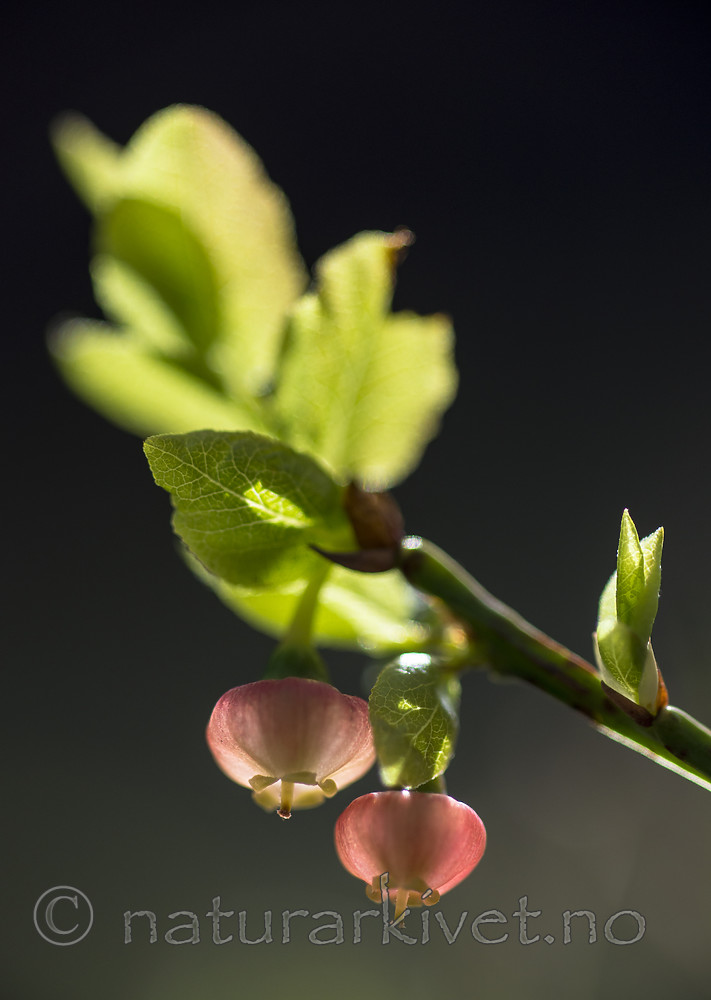 BB 15 0636 / Vaccinium myrtillus / Blåbær
