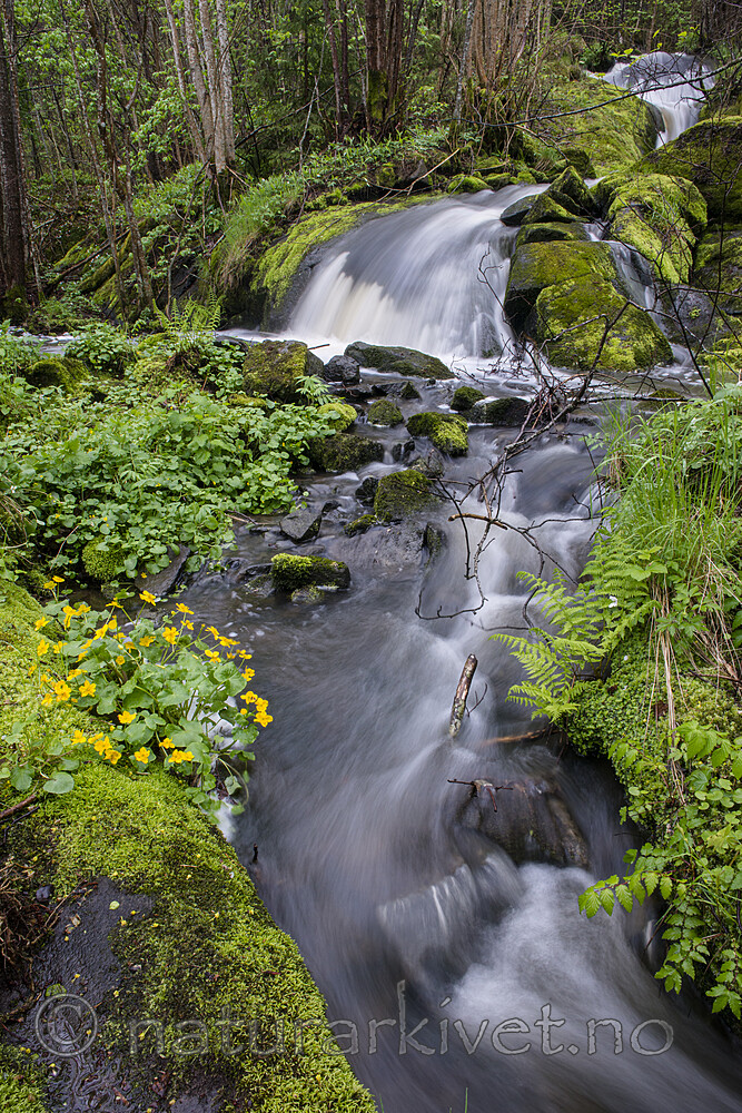 BB 15 0652 / Caltha palustris / Bekkeblom