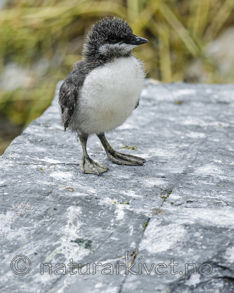 BB 15 0664 / Uria aalge / Lomvi