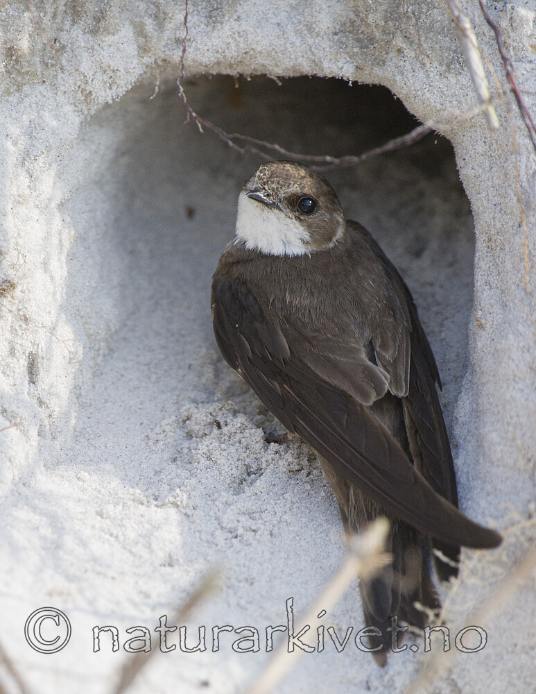 BB 15 0669 / Riparia riparia / Sandsvale