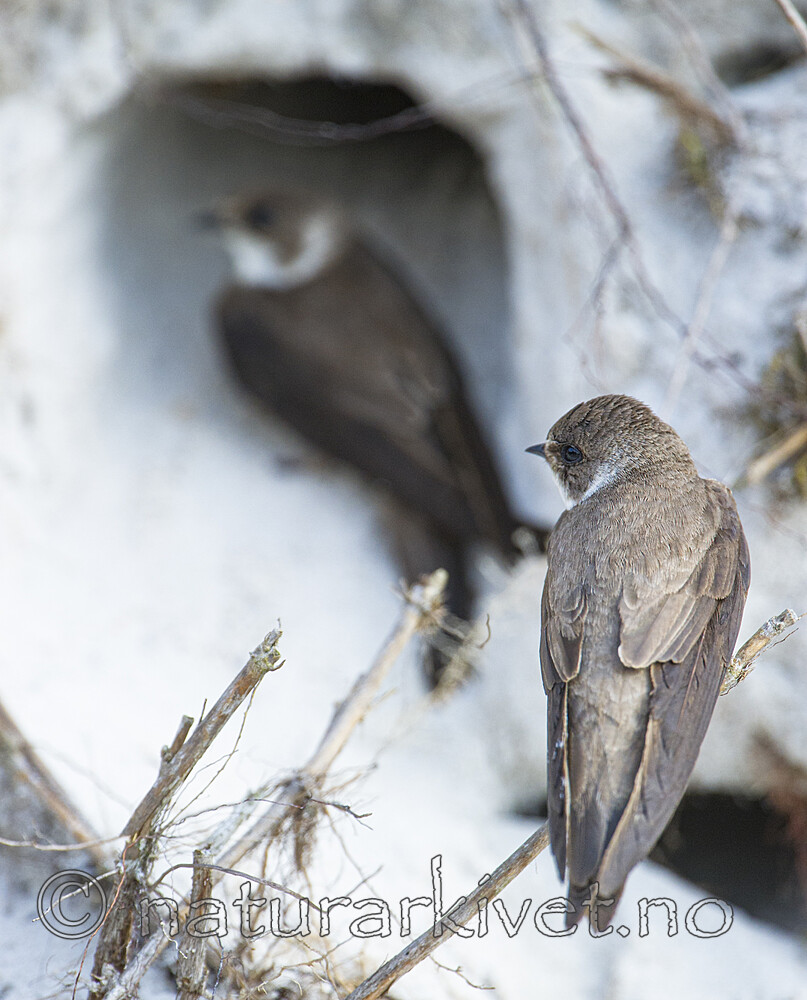 BB 15 0670 / Riparia riparia / Sandsvale