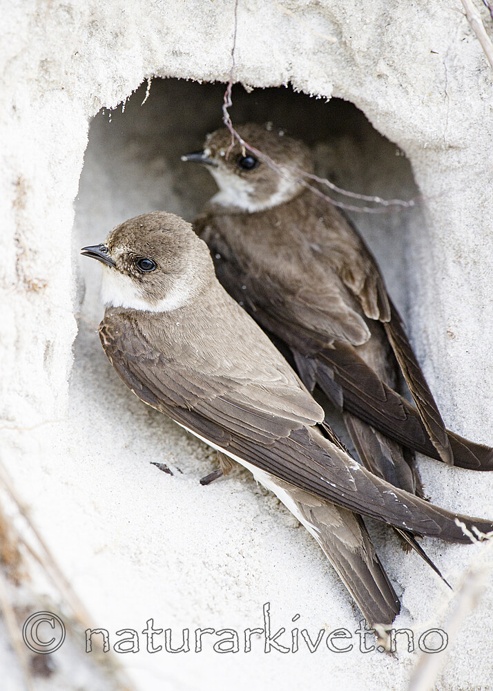 BB 15 0671 / Riparia riparia / Sandsvale