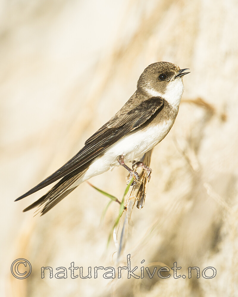 BB 15 0673 / Riparia riparia / Sandsvale