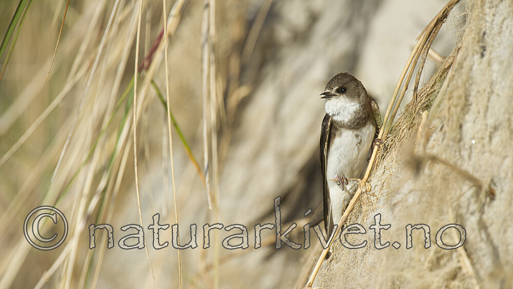 BB 15 0674 / Riparia riparia / Sandsvale