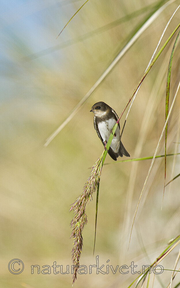 BB 15 0675 / Riparia riparia / Sandsvale