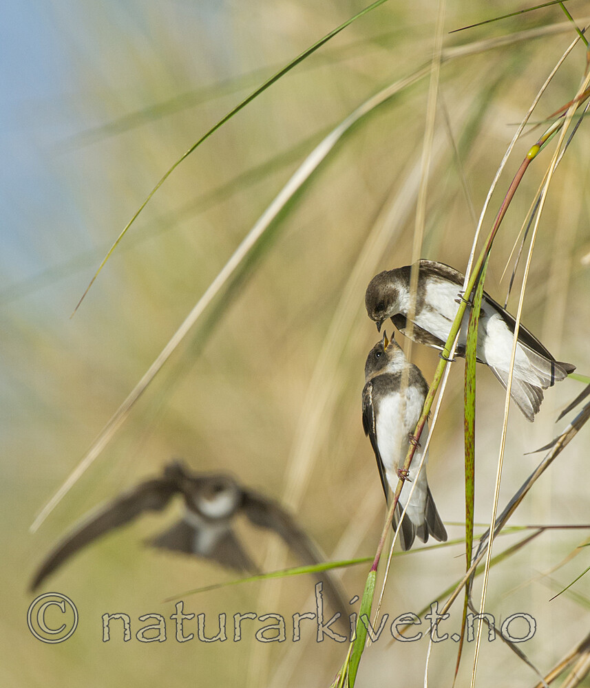 BB 15 0676 / Riparia riparia / Sandsvale