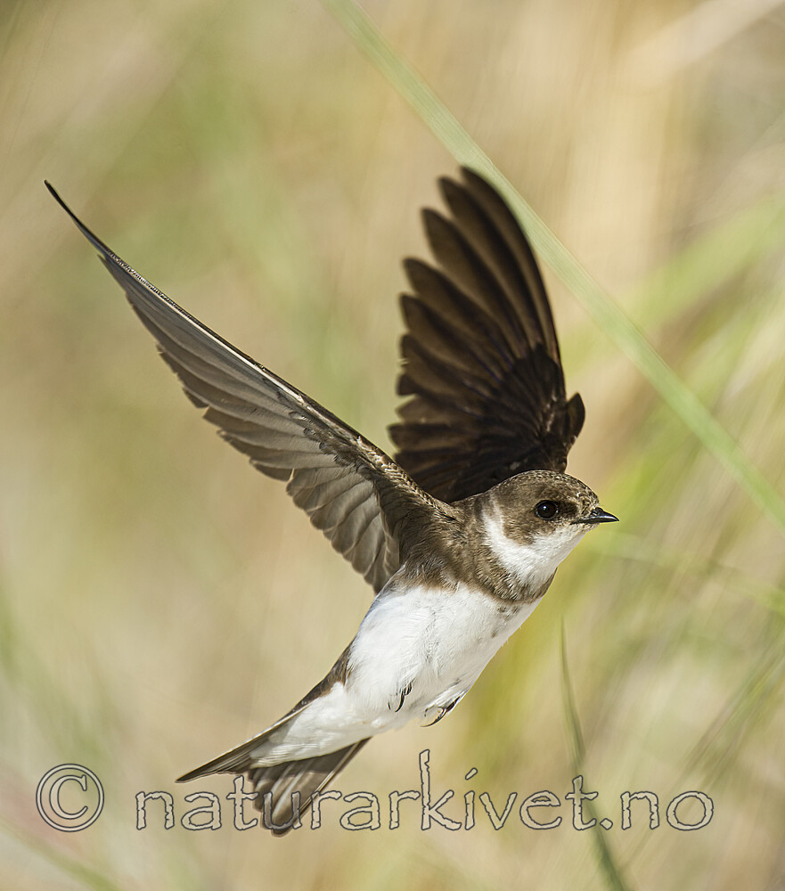BB 15 0678 / Riparia riparia / Sandsvale