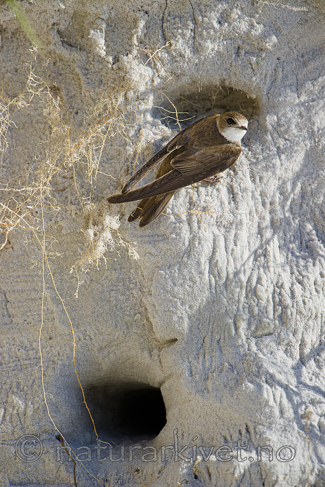 BB 15 0679 / Riparia riparia / Sandsvale