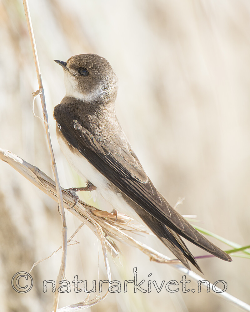 BB 15 0681 / Riparia riparia / Sandsvale