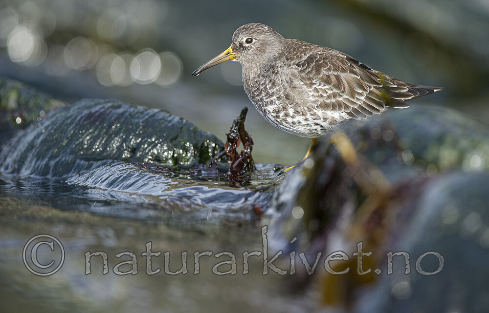 BB 15 0685 / Calidris maritima / Fjæreplytt