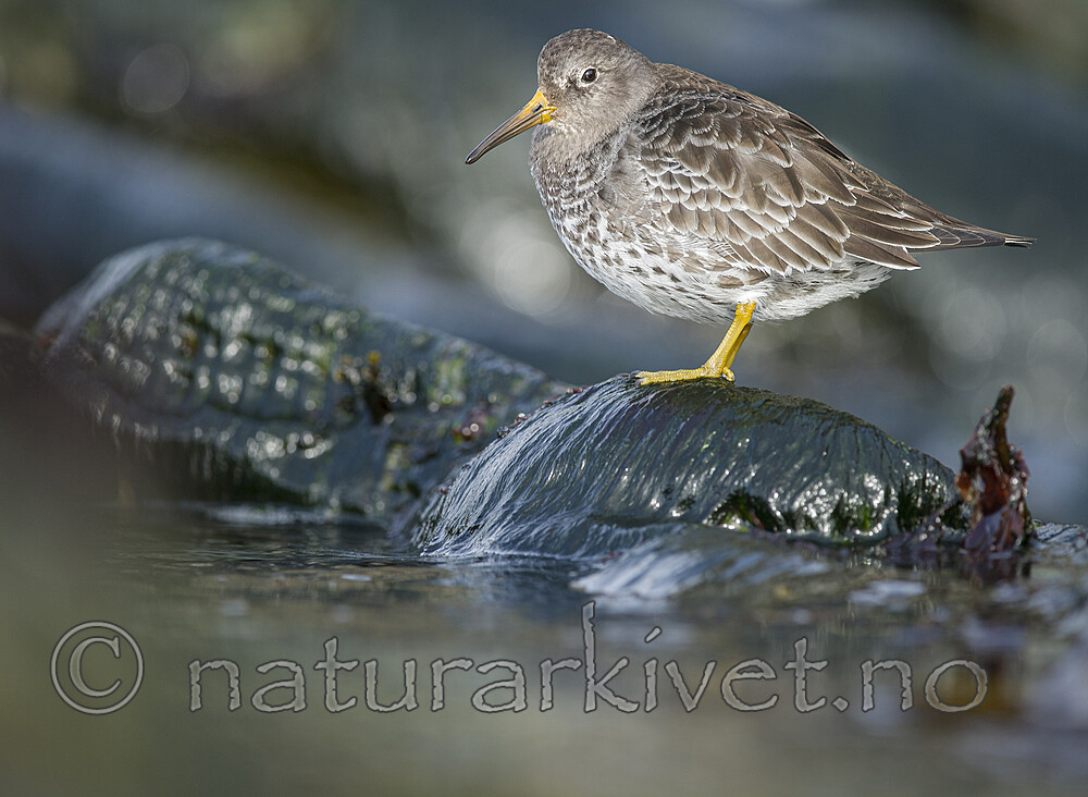 BB 15 0686 / Calidris maritima / Fjæreplytt