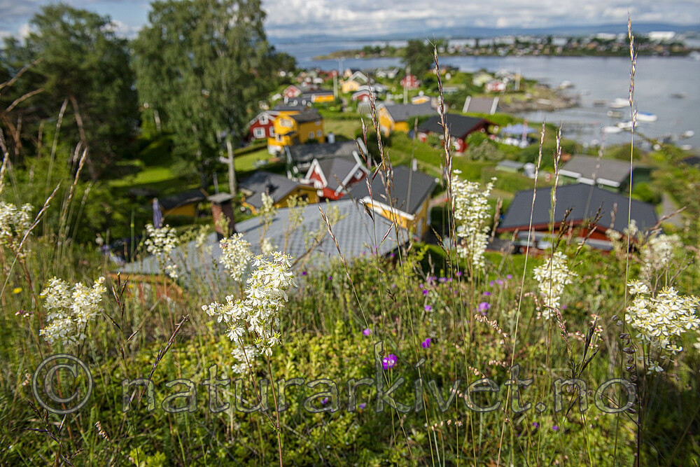 BB 15 0689 / Avenula pratensis / Enghavre <br /> Filipendula vulgaris / Knollmjødurt <br /> Geranium sanguineum / Blodstorkenebb