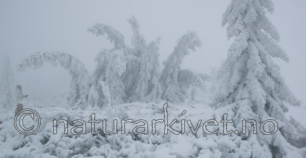 BB_20160101_0205 / Picea abies / Gran