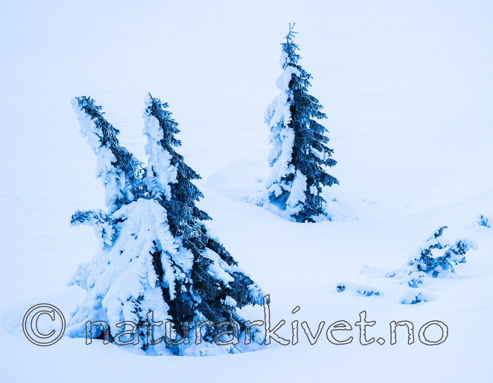 BB_20160123_0020 / Juniperus communis / Einer <br /> Picea abies / Gran