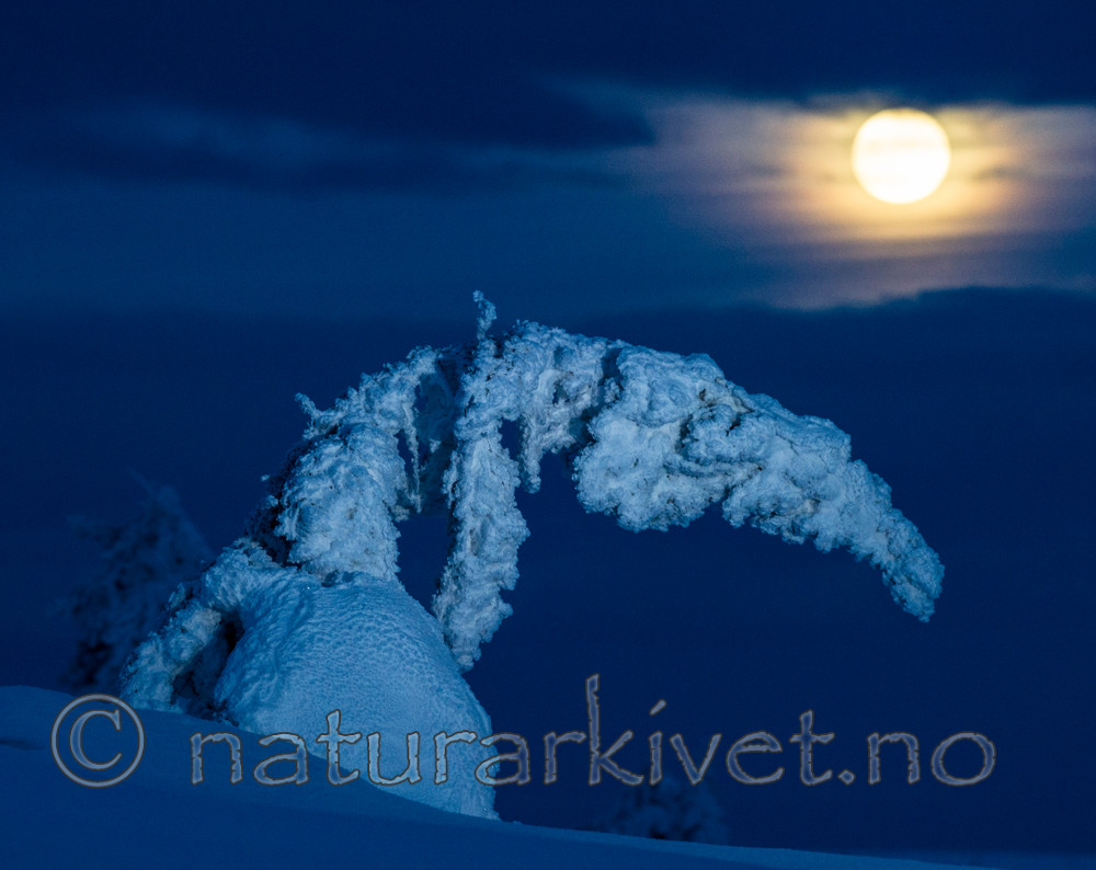 BB_20160123_0030 / Picea abies / Gran