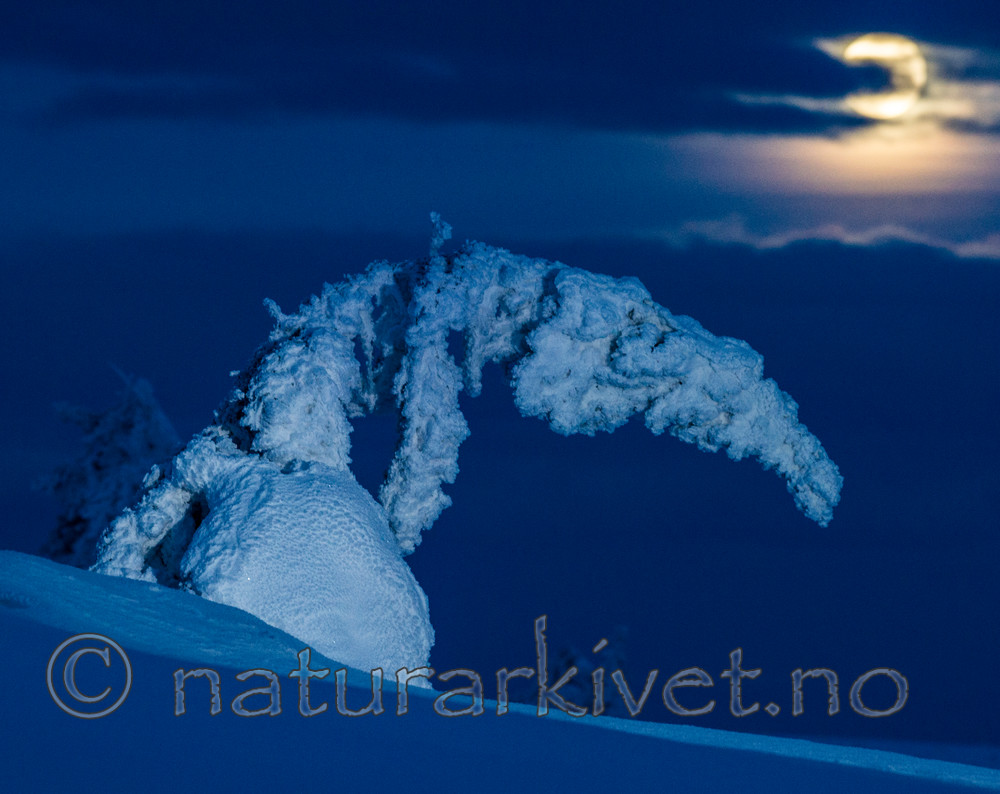 BB_20160123_0031 / Picea abies / Gran