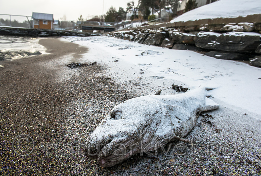 BB_20160213_0065 / Gadus morhua / Torsk