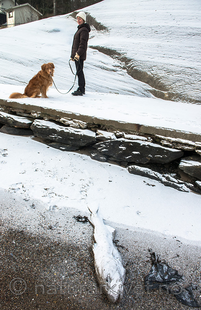 BB_20160213_0070 / Canis lupus familiaris / Hund <br /> Gadus morhua / Torsk