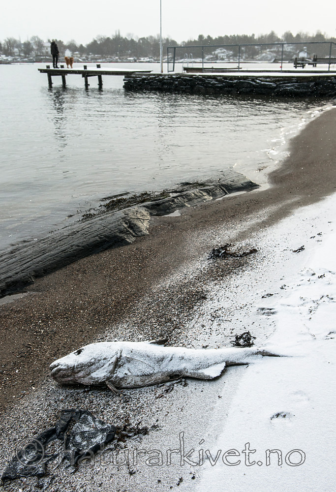 BB_20160213_0087 / Canis lupus familiaris / Hund <br /> Gadus morhua / Torsk