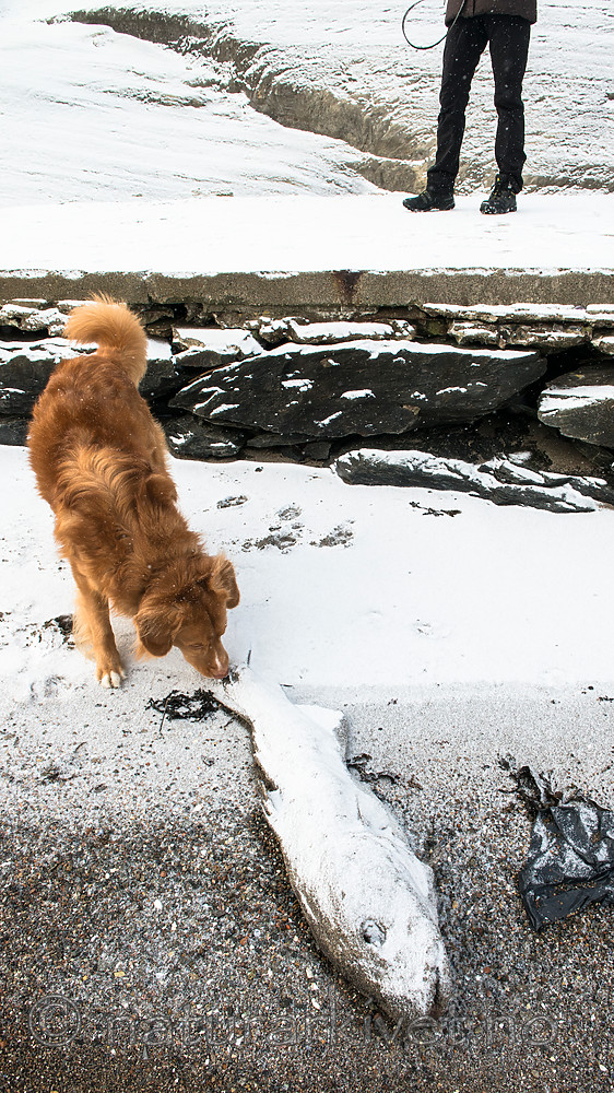 BB_20160213_0104 / Canis lupus familiaris / Hund <br /> Gadus morhua / Torsk