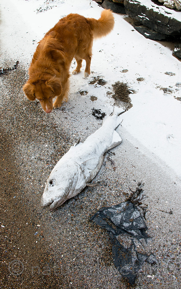 BB_20160213_0107 / Canis lupus familiaris / Hund <br /> Gadus morhua / Torsk