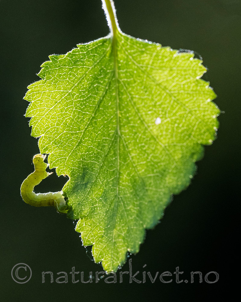 BB_20160304_0250 / Betula pubescens / Bjørk <br /> Betula pubescens tortuosa / Fjellbjørk <br /> Epirrita autumnata / Fjellbjørkemåler