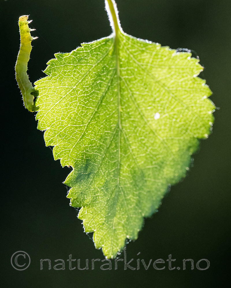 BB_20160304_0278 / Betula pubescens / Bjørk <br /> Betula pubescens tortuosa / Fjellbjørk <br /> Epirrita autumnata / Fjellbjørkemåler