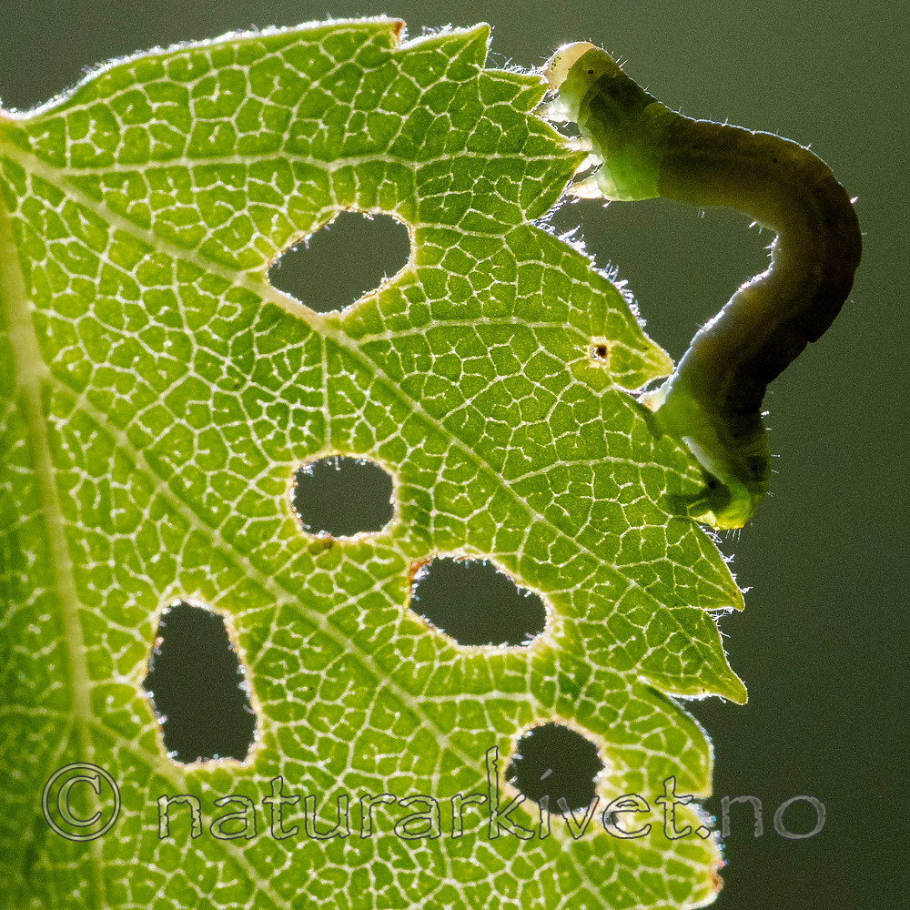 BB_20160304_0324 / Betula pubescens / Bjørk <br /> Betula pubescens tortuosa / Fjellbjørk <br /> Epirrita autumnata / Fjellbjørkemåler