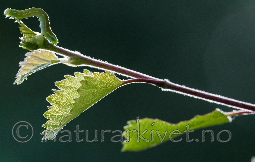 BB_20160304_0476 / Betula pubescens / Bjørk <br /> Betula pubescens tortuosa / Fjellbjørk <br /> Epirrita autumnata / Fjellbjørkemåler