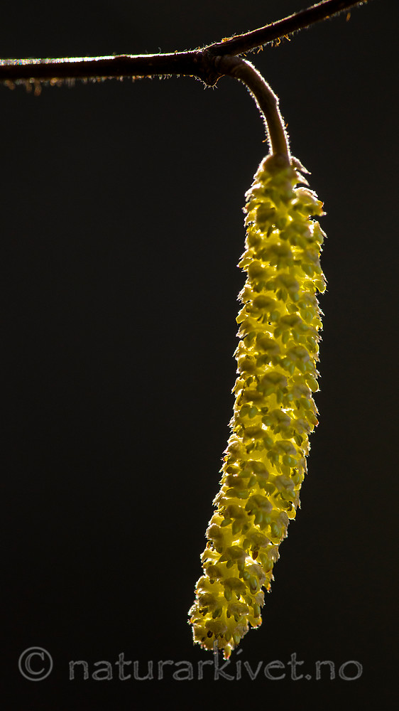 BB_20160319_0159 / Corylus avellana / Hassel