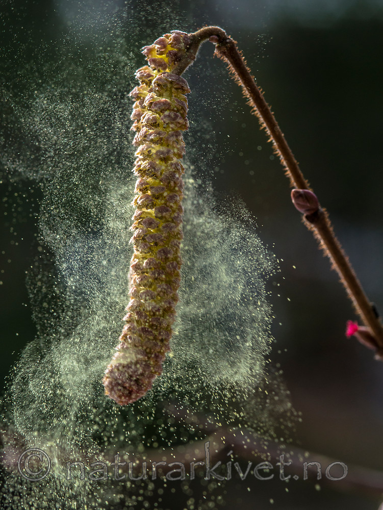 BB_20160321_0034 / Corylus avellana / Hassel