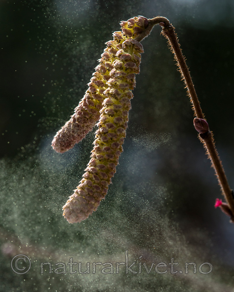 BB_20160321_0035 / Corylus avellana / Hassel