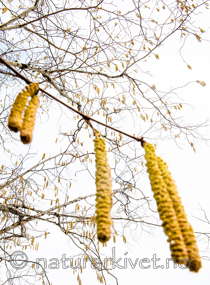 BB_20160321_0072 / Corylus avellana / Hassel
