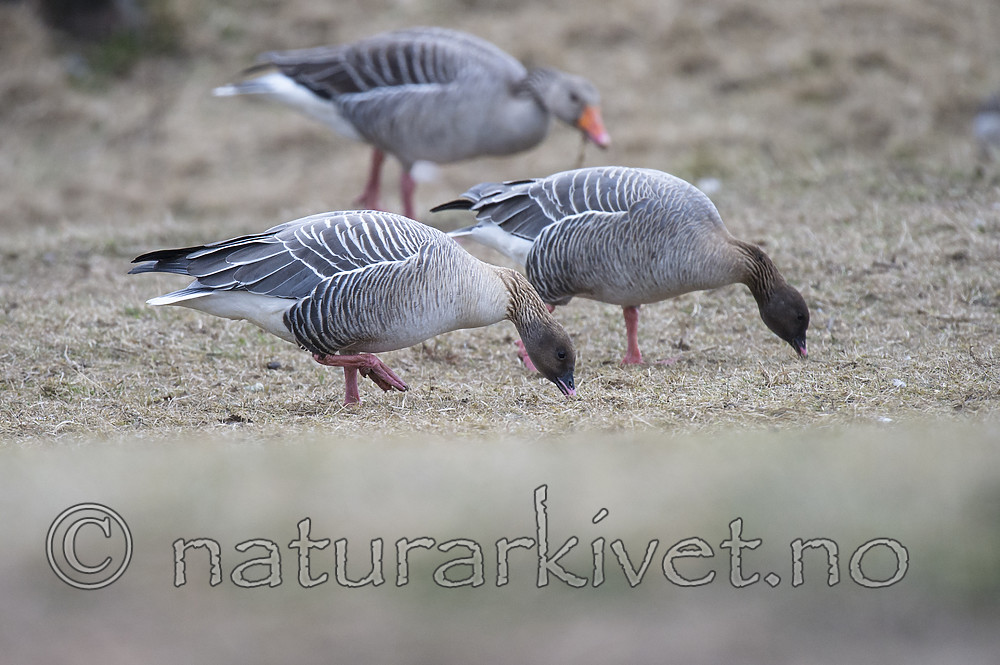 BB_20160402_0152 / Anser anser / Grågås <br /> Anser brachyrhynchus / Kortnebbgås
