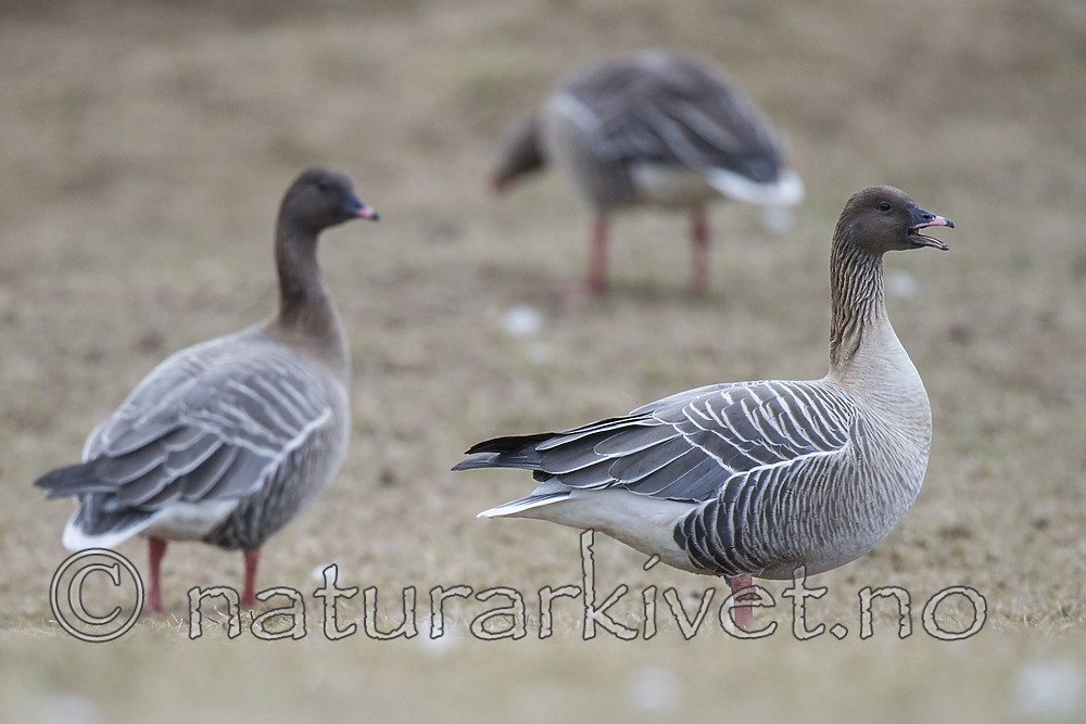 BB_20160402_0165 / Anser brachyrhynchus / Kortnebbgås