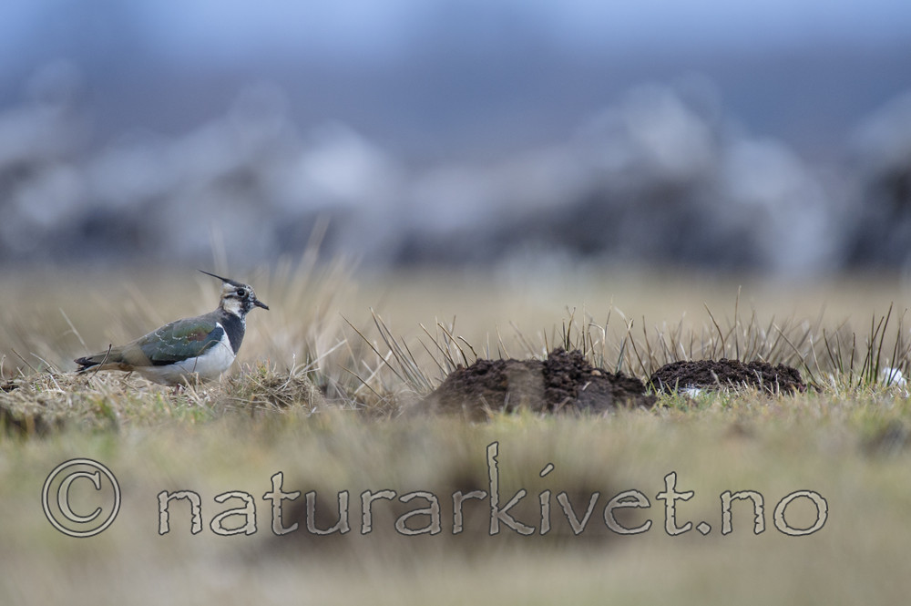 BB_20160402_1000 / Vanellus vanellus / Vipe