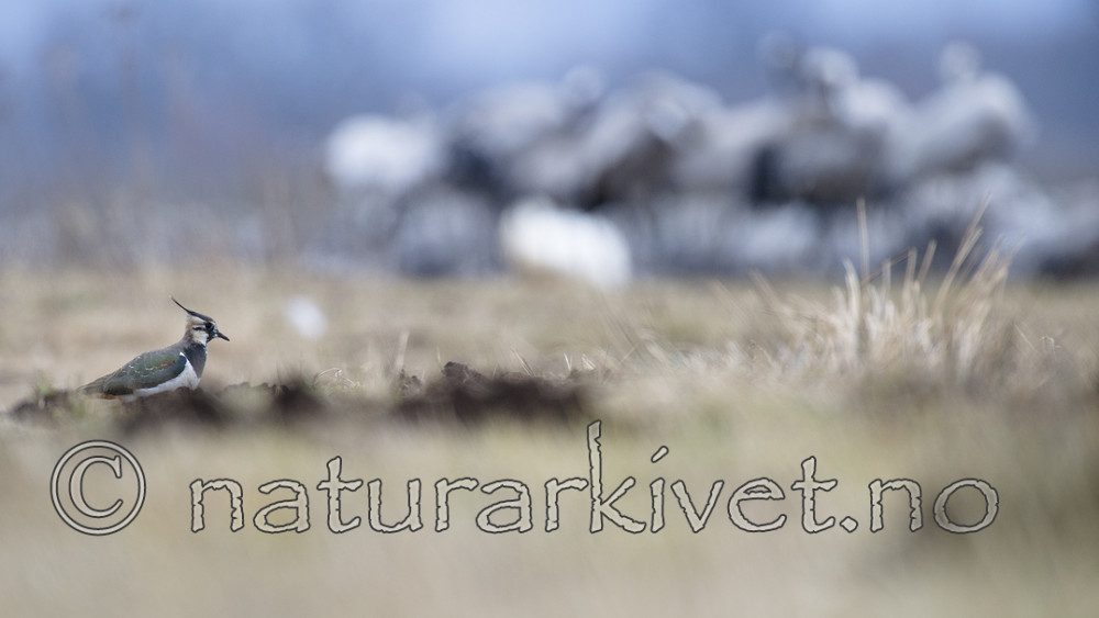 BB_20160402_1080 / Vanellus vanellus / Vipe