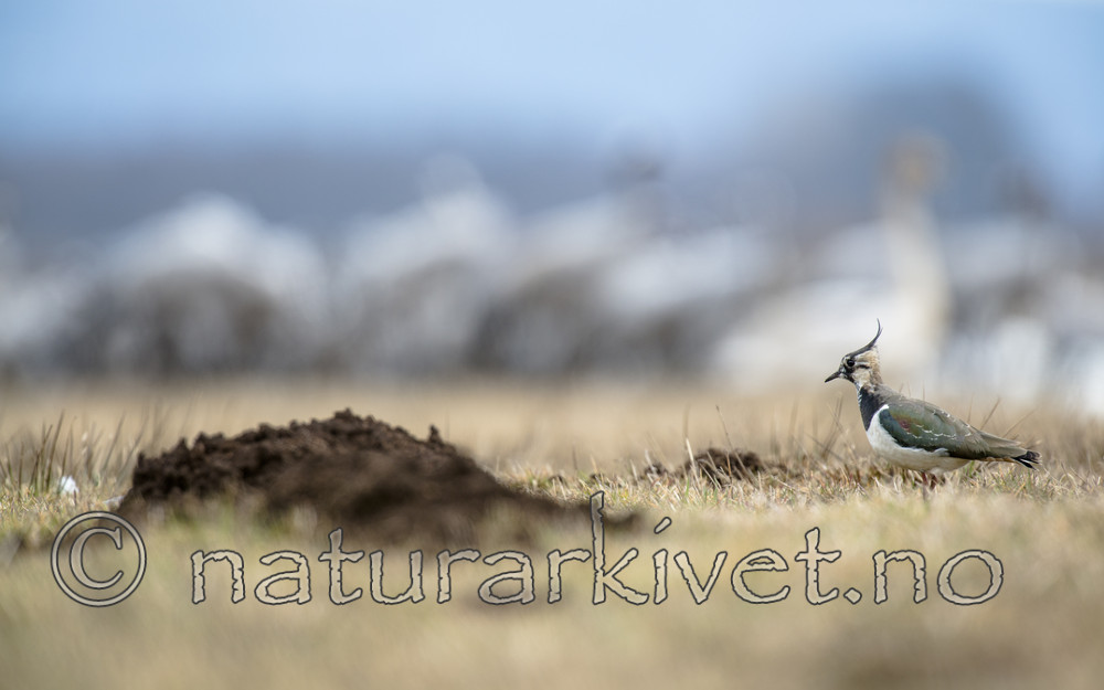 BB_20160402_1213 / Vanellus vanellus / Vipe