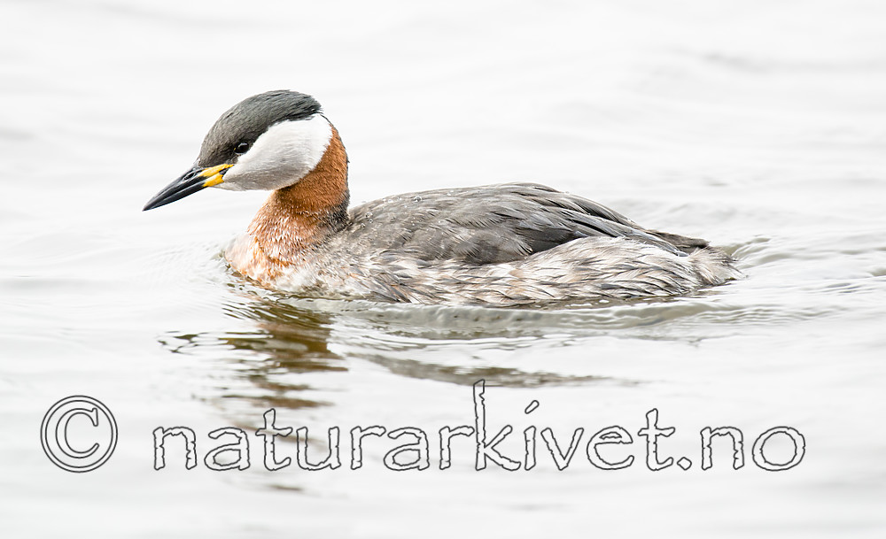 BB_20160402_1475 / Podiceps grisegena / Gråstrupedykker