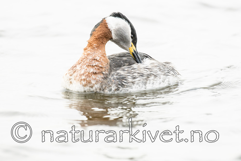 BB_20160402_1496 / Podiceps grisegena / Gråstrupedykker