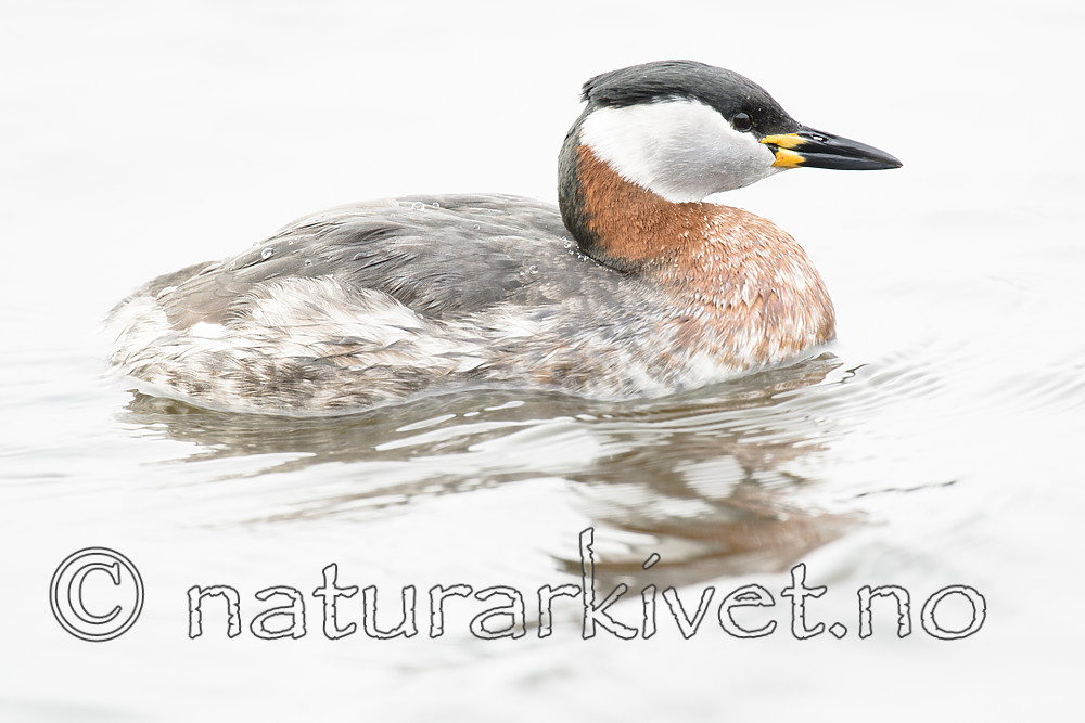 BB_20160402_1507 / Podiceps grisegena / Gråstrupedykker