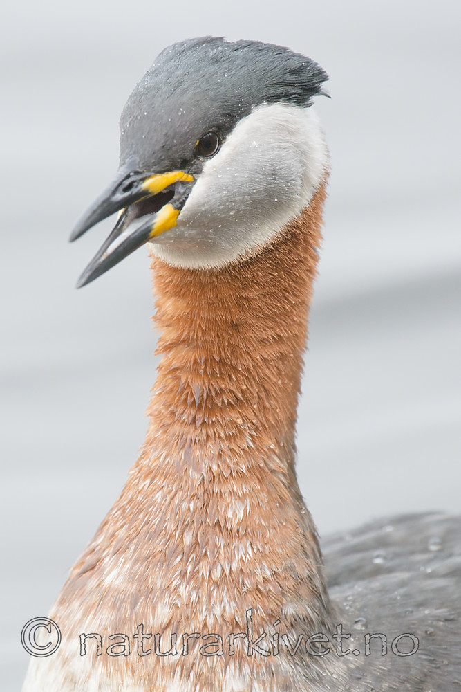 BB_20160402_1549 / Podiceps grisegena / Gråstrupedykker
