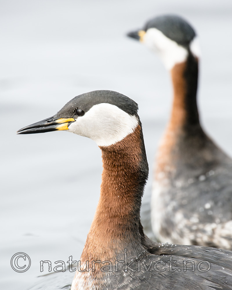 BB_20160402_1553 / Podiceps grisegena / Gråstrupedykker