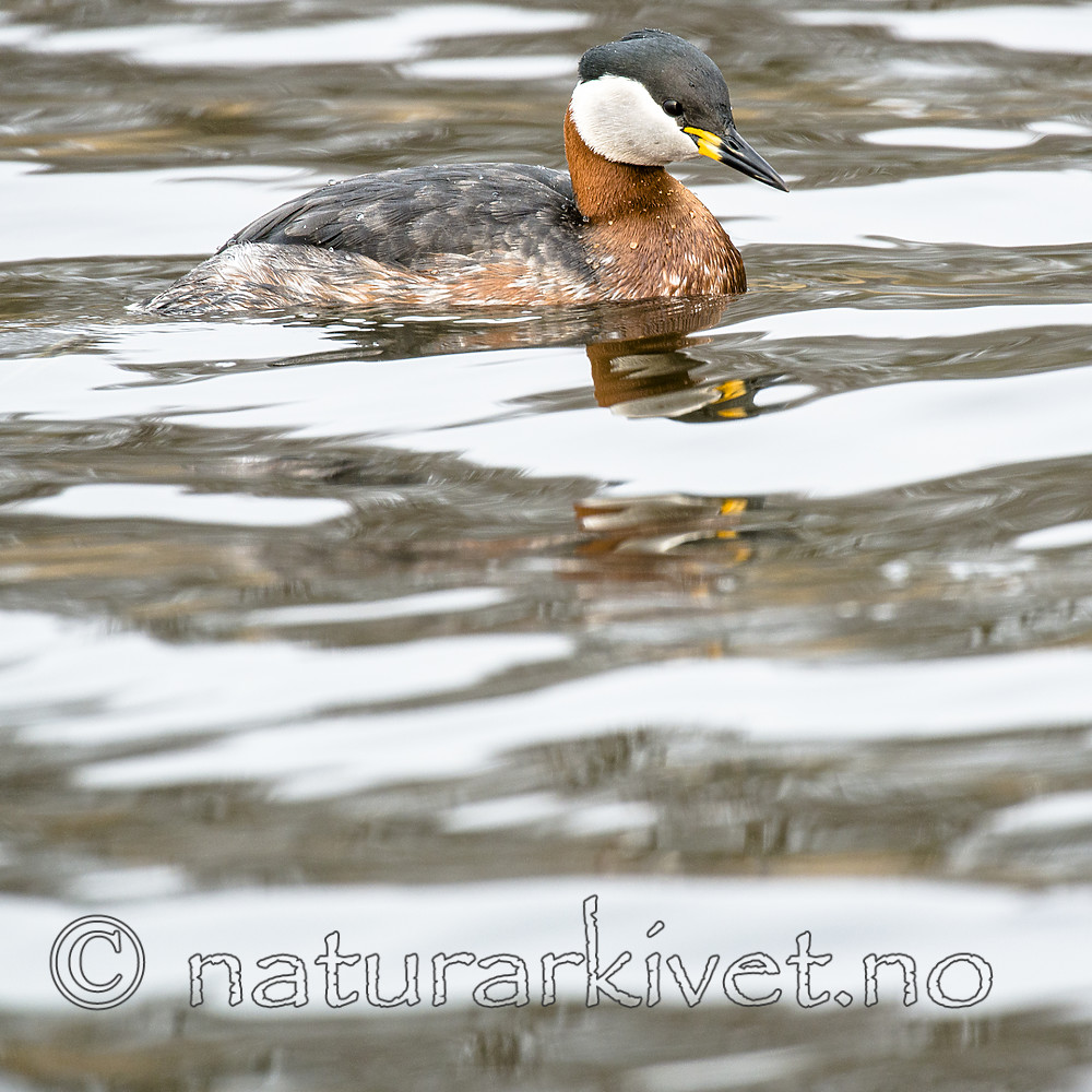 BB_20160402_1555 / Podiceps grisegena / Gråstrupedykker