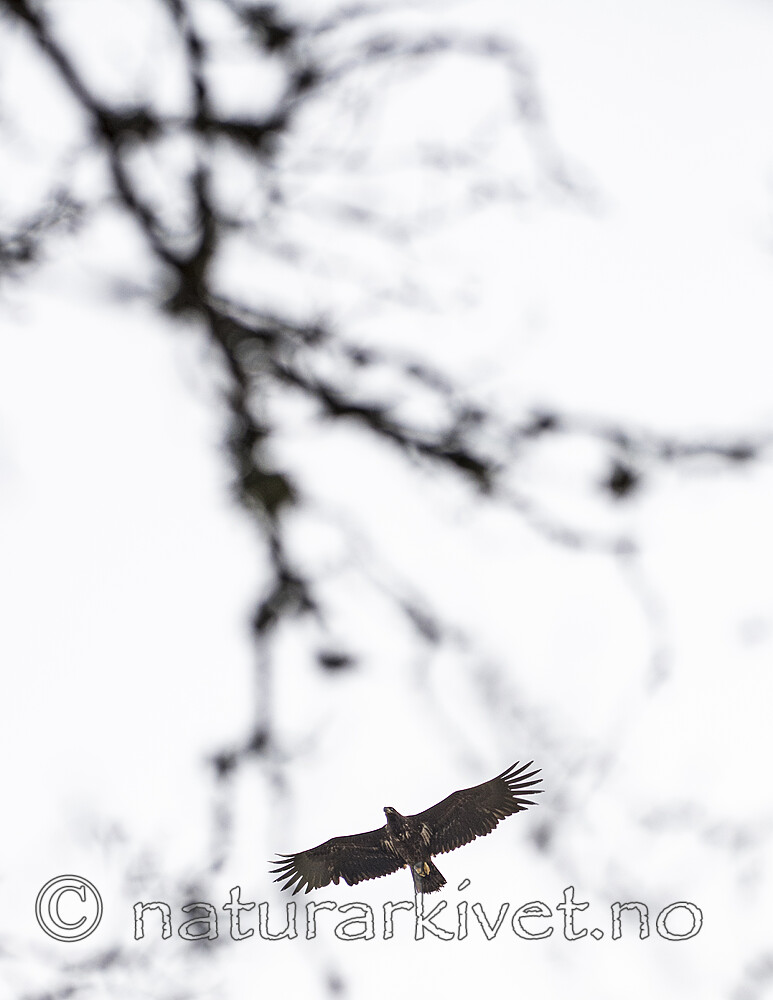 BB_20160404_0332 / Haliaeetus albicilla / Havørn