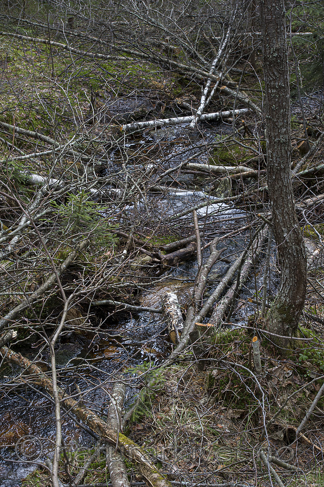 BB_20160418_0585
