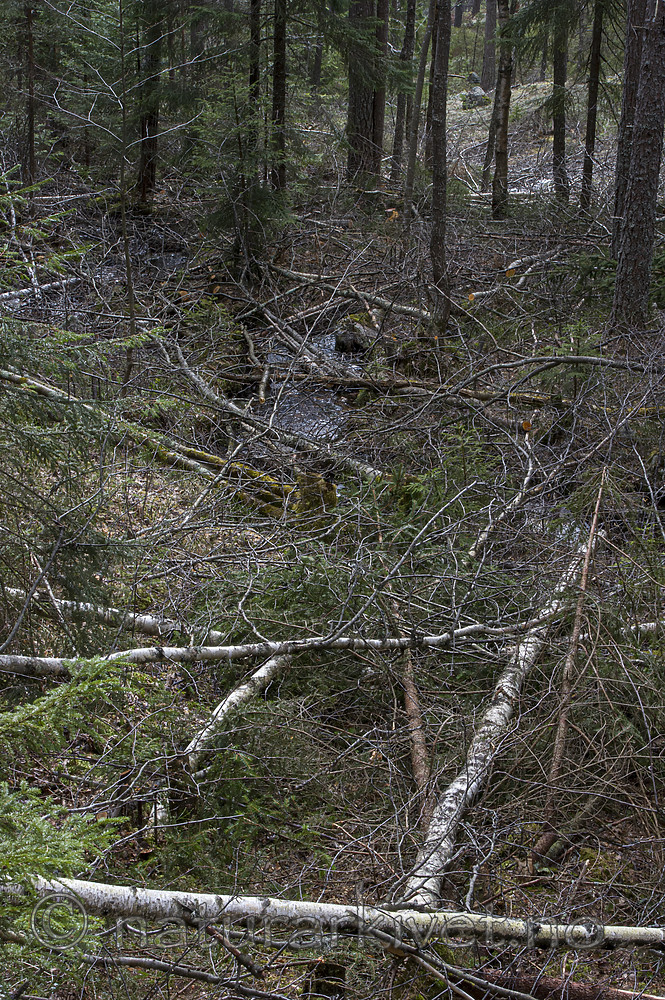 BB_20160418_0593
