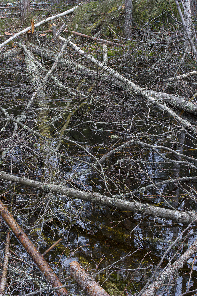 BB_20160418_0610